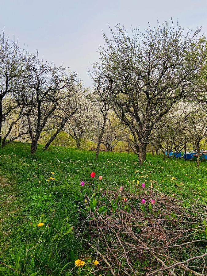 Cottage Modrich Struga Bagian luar foto